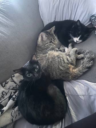 Lost cat