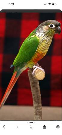 Lost bird