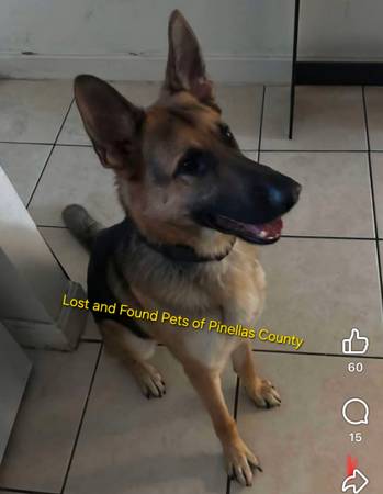 Lost dog