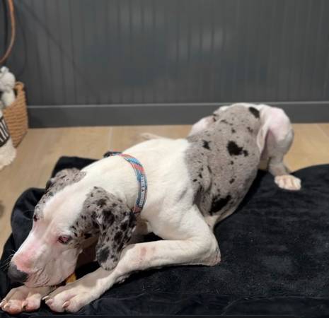 Lost dog