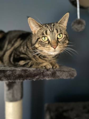 Lost cat
