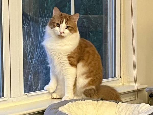 Lost Cat in Climax