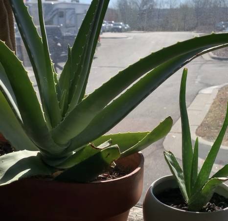 Lost plant
