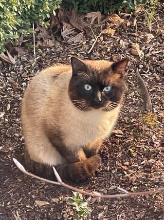 Found cat