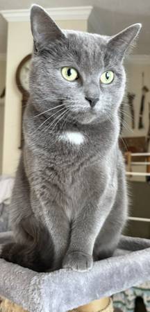 Lost Cat in Middlebury