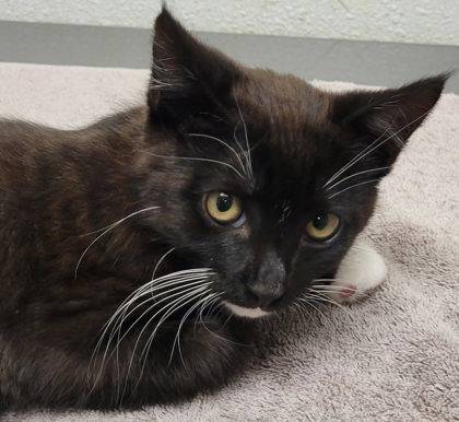 Found cat