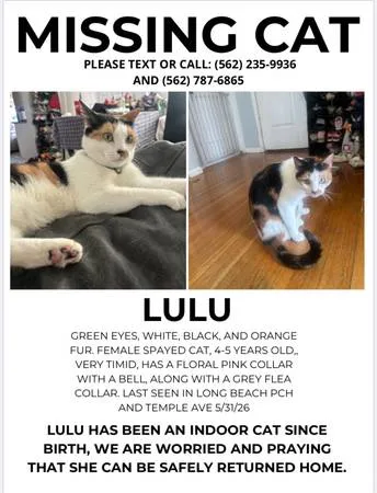 Lost cat