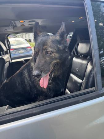 Found dog