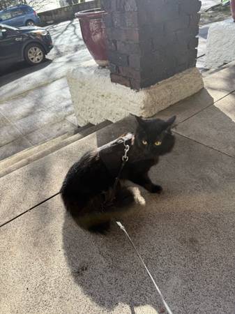 Lost cat