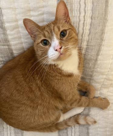 Lost cat