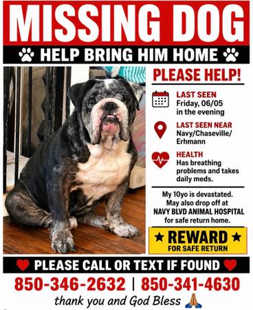 Lost dog
