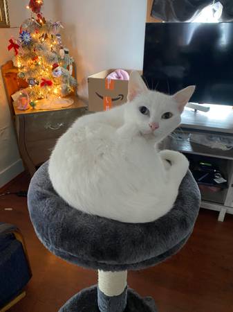 Lost Cat in Niles