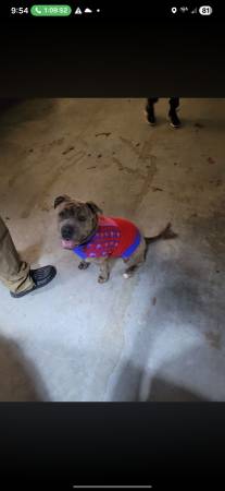 Lost dog