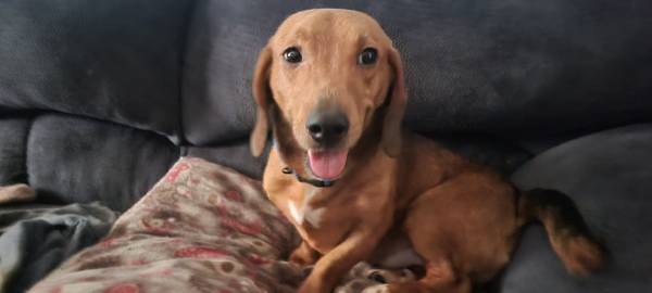 Lost dog