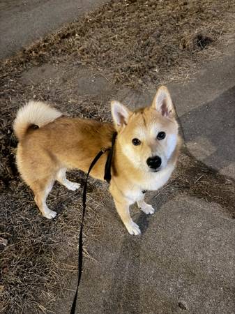 Lost dog
