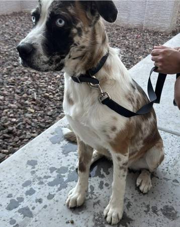 Found dog