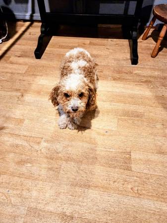 Lost Dog in Tucson