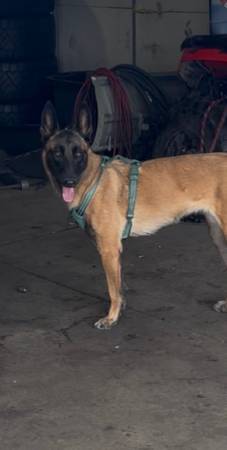 Lost dog