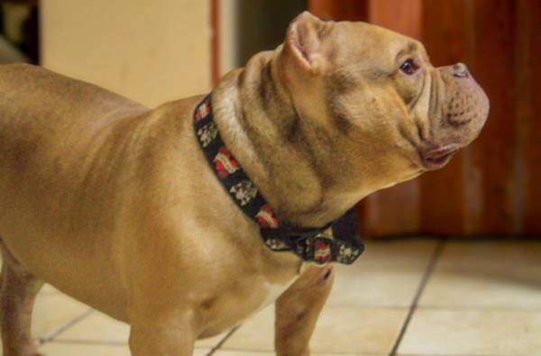 Lost dog