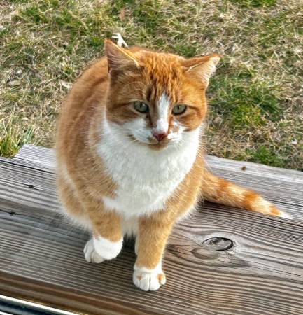 Lost cat