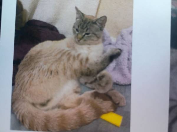Lost Cat in Coupeville