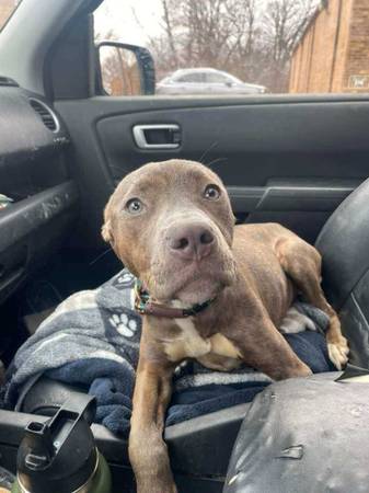 Lost Dog in Macomb
