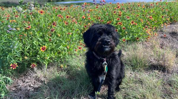 Lost Dog in Austin