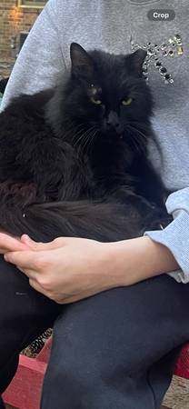Lost cat