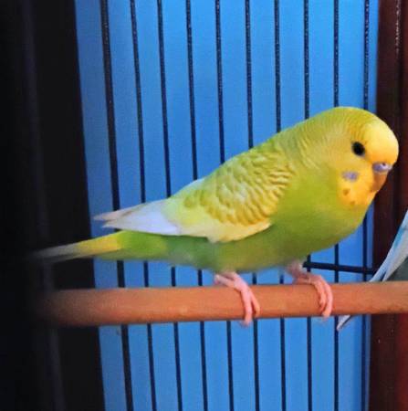 Lost parakeet