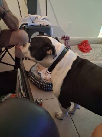 Lost dog
