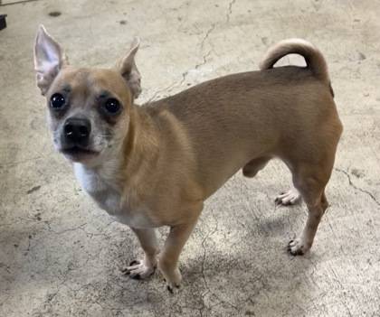 Found dog