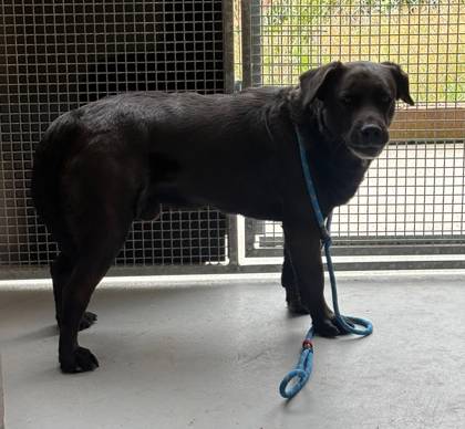 Found dog