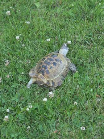 Lost tortoise