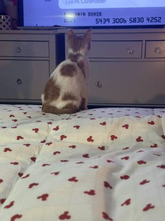 Lost Cat in Baltimore