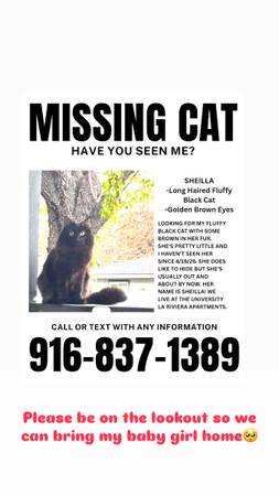 Lost cat