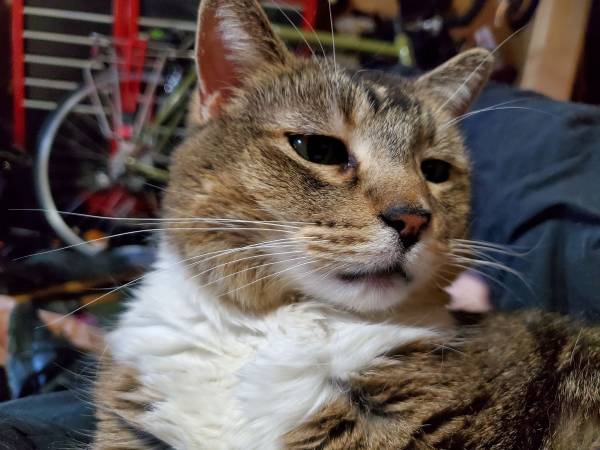 Lost cat