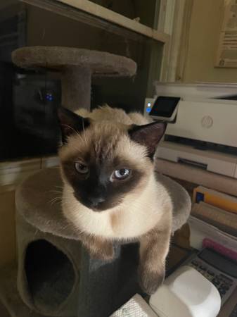 Lost Cat in Spartanburg