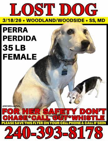 Lost Dog in Silver Spring