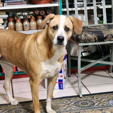 Lost dog