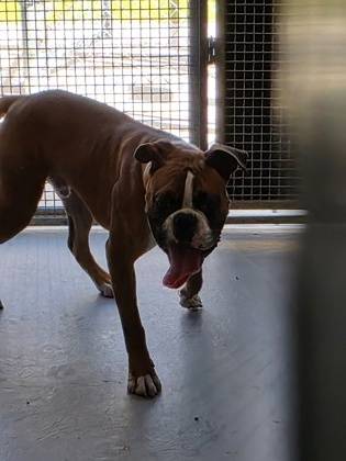 Found dog