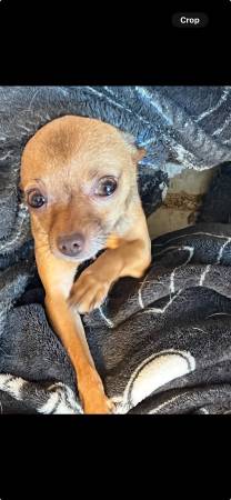Lost Dog in Cherry Valley Nursery