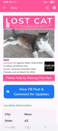 Lost cat