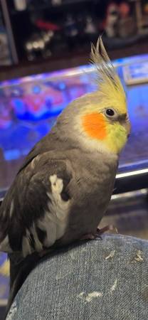 Lost bird