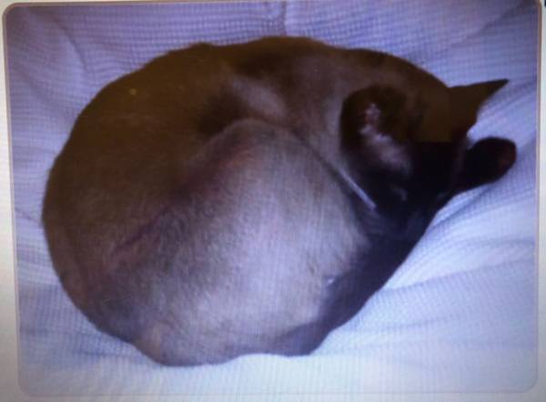 Lost cat