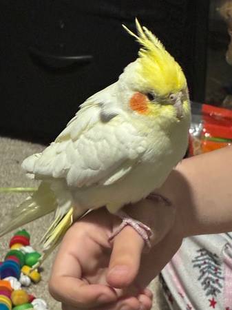 Found bird