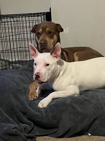 Lost dog