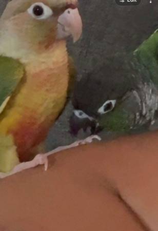 Lost bird