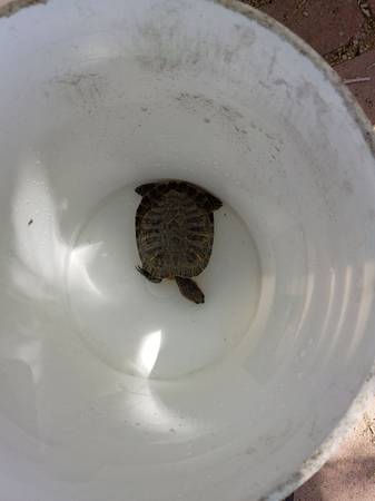 Found turtle
