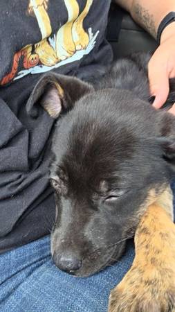 Lost dog