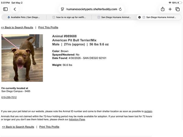 Found dog